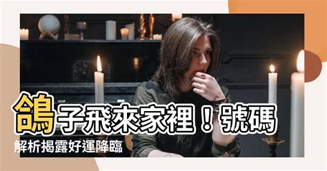 睿的五行 夢到鴿子號碼